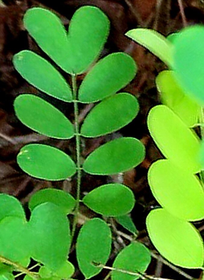 Abrus laevigatus — related species from the same genus