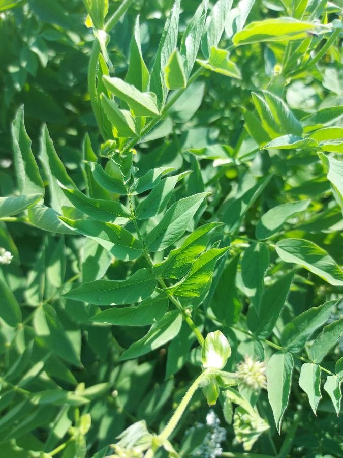 Galega orientalis — search result for 'Armenia'