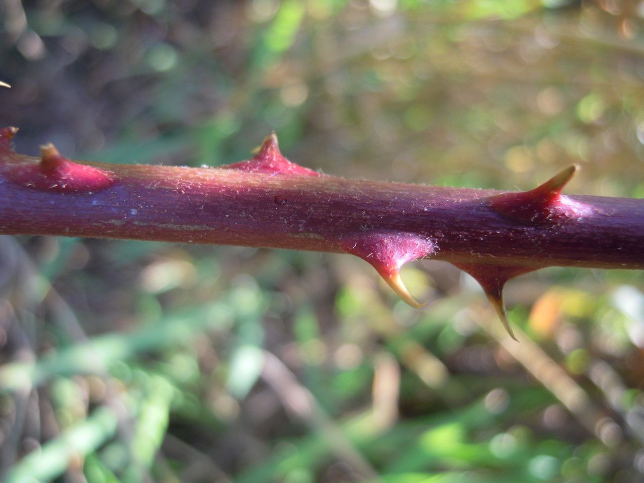 Rubus rhombifolius bark