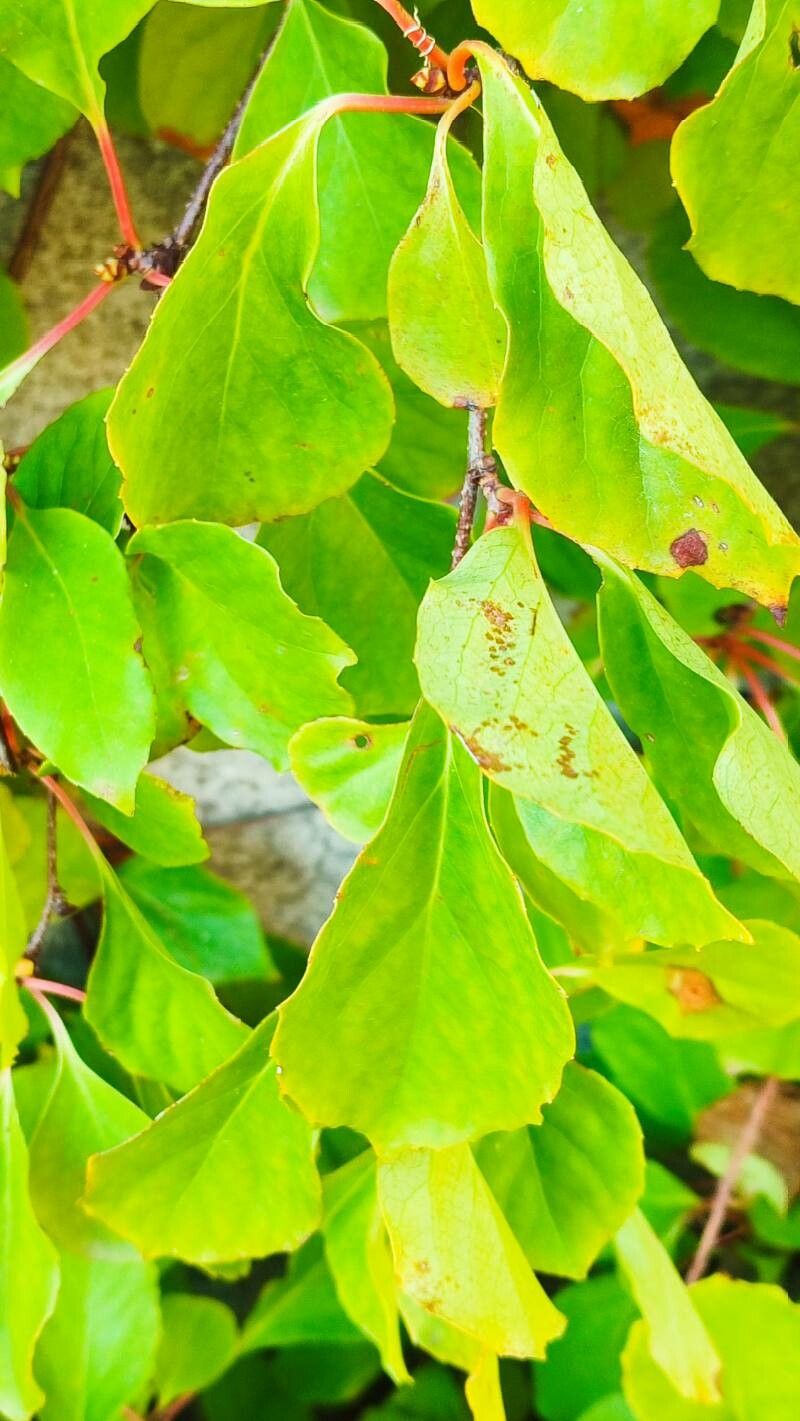 Schisandra sphaerandra — search result for 'Schisandra'