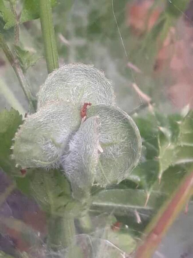 Astragalus cicer fruit
