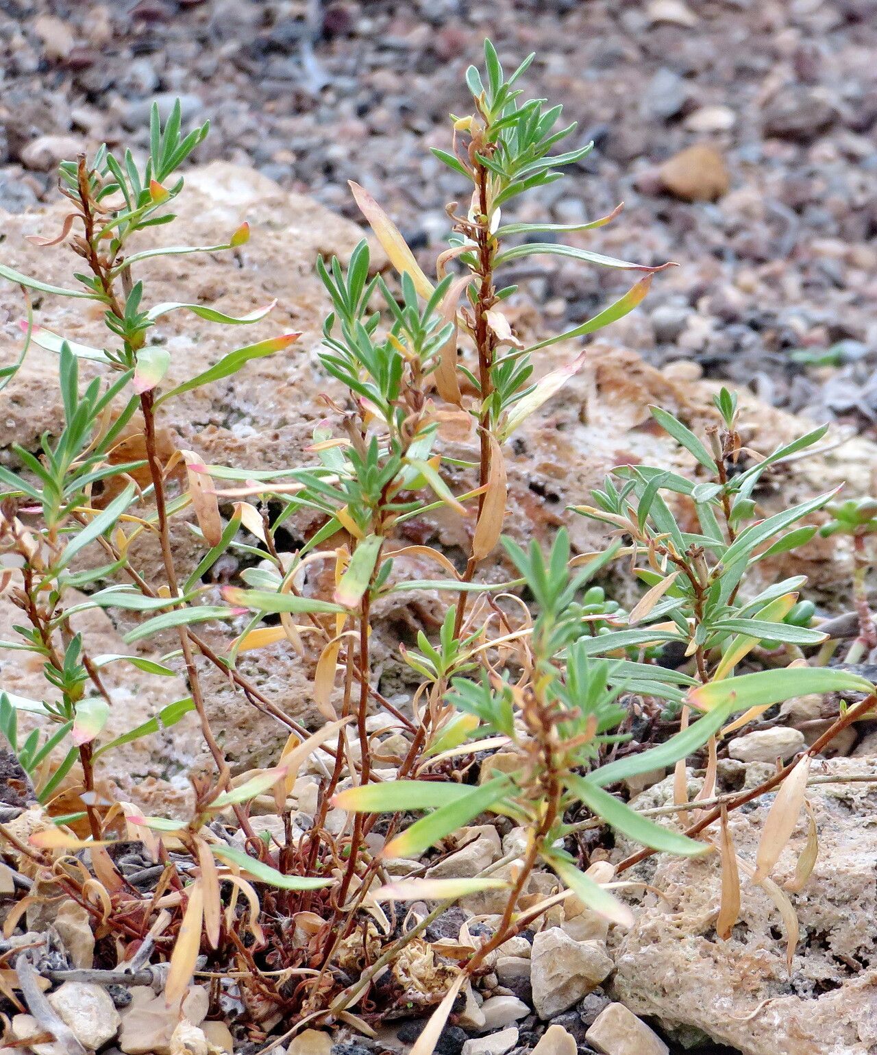 Oenothera lavandulifolia leaf