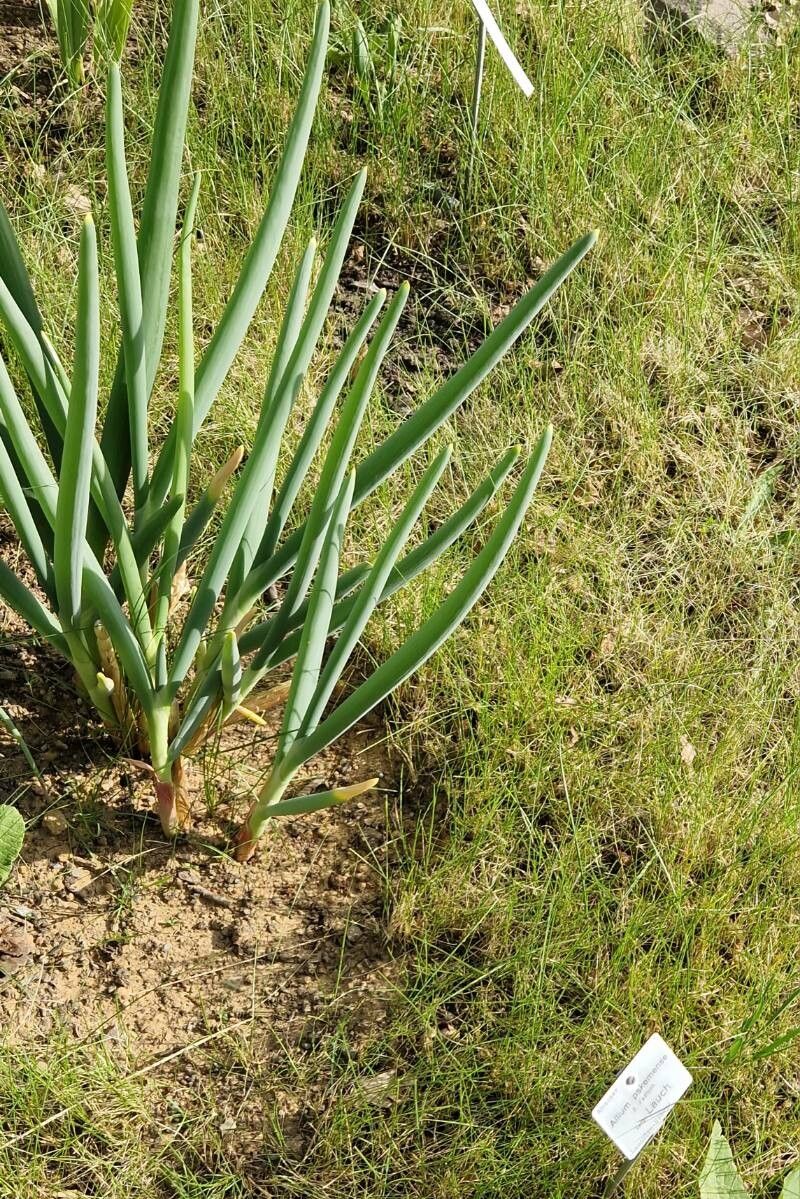 Allium pskemense habit