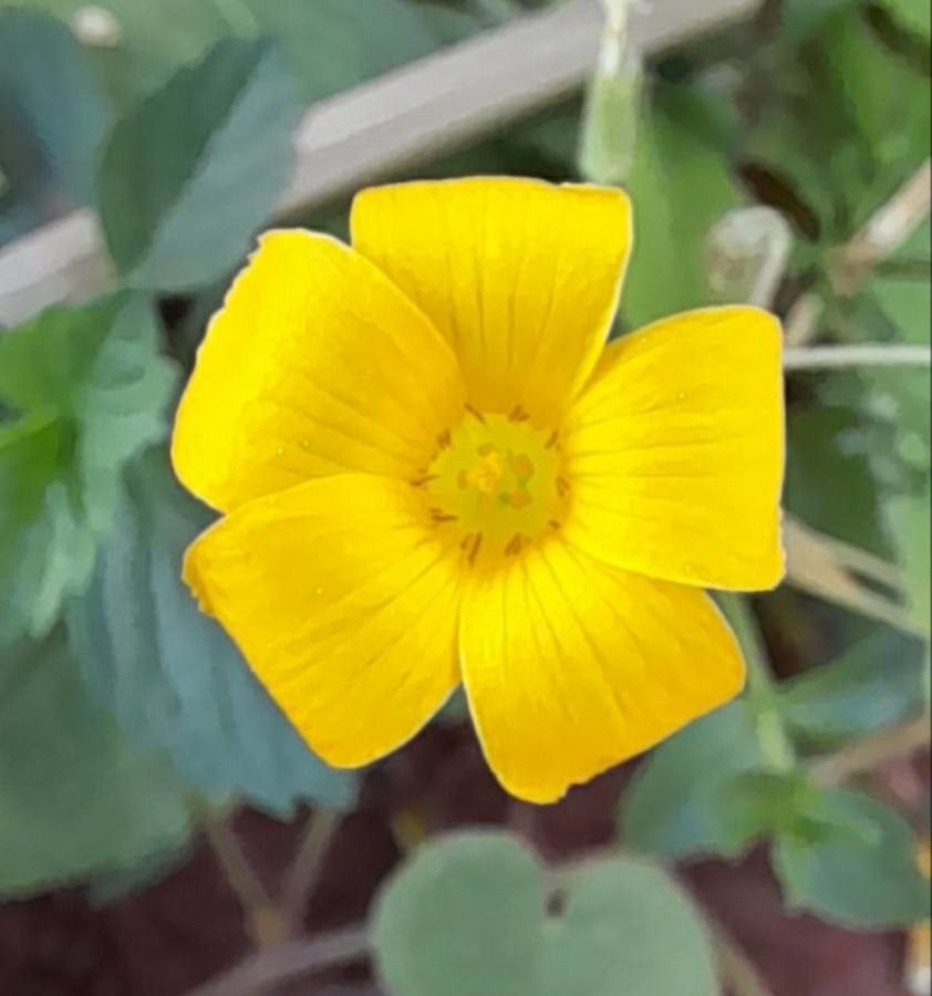 Oxalis conorrhiza flower