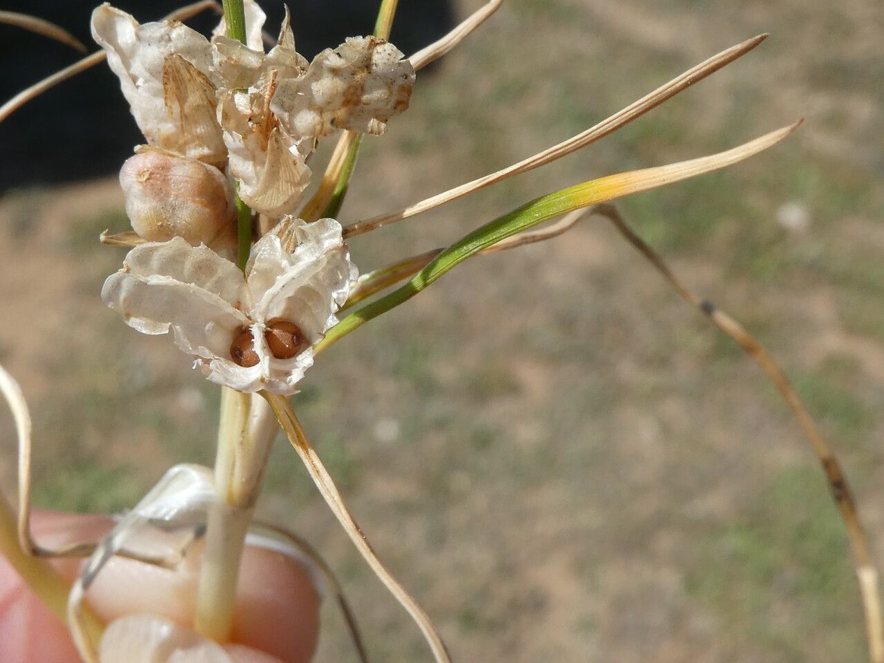 Romulea columnae fruit