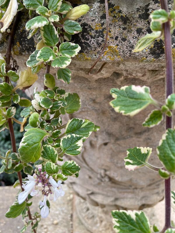Coleus paniculatus flower