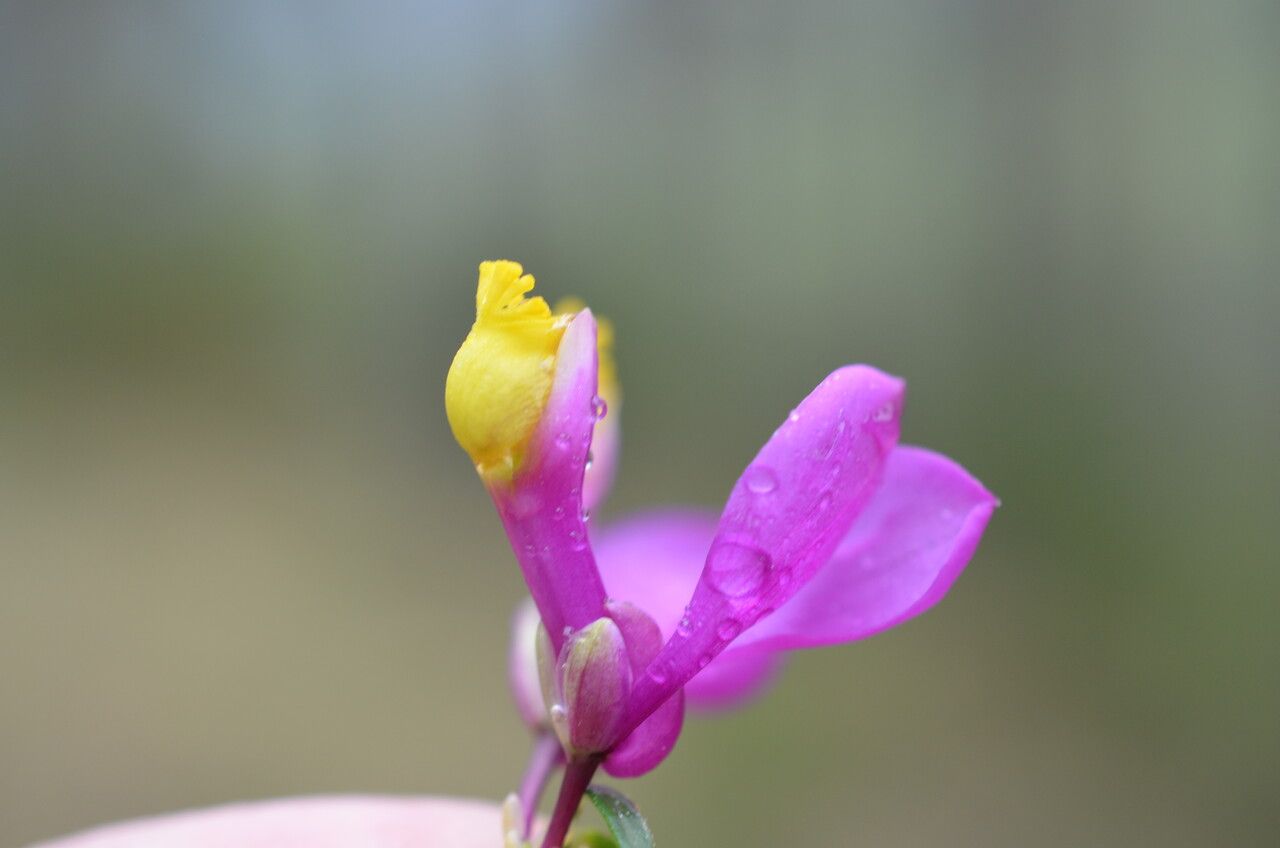 Polygaloides vayredae flower