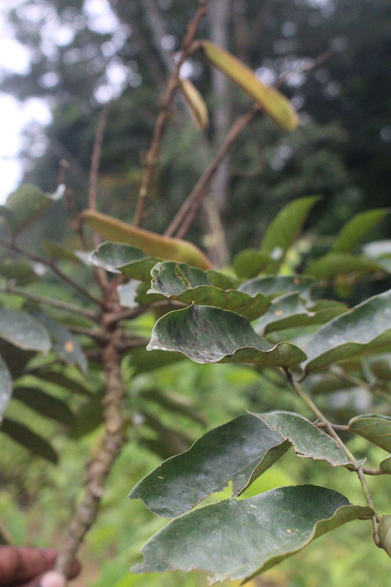 Millettia aboensis — related species from the same genus