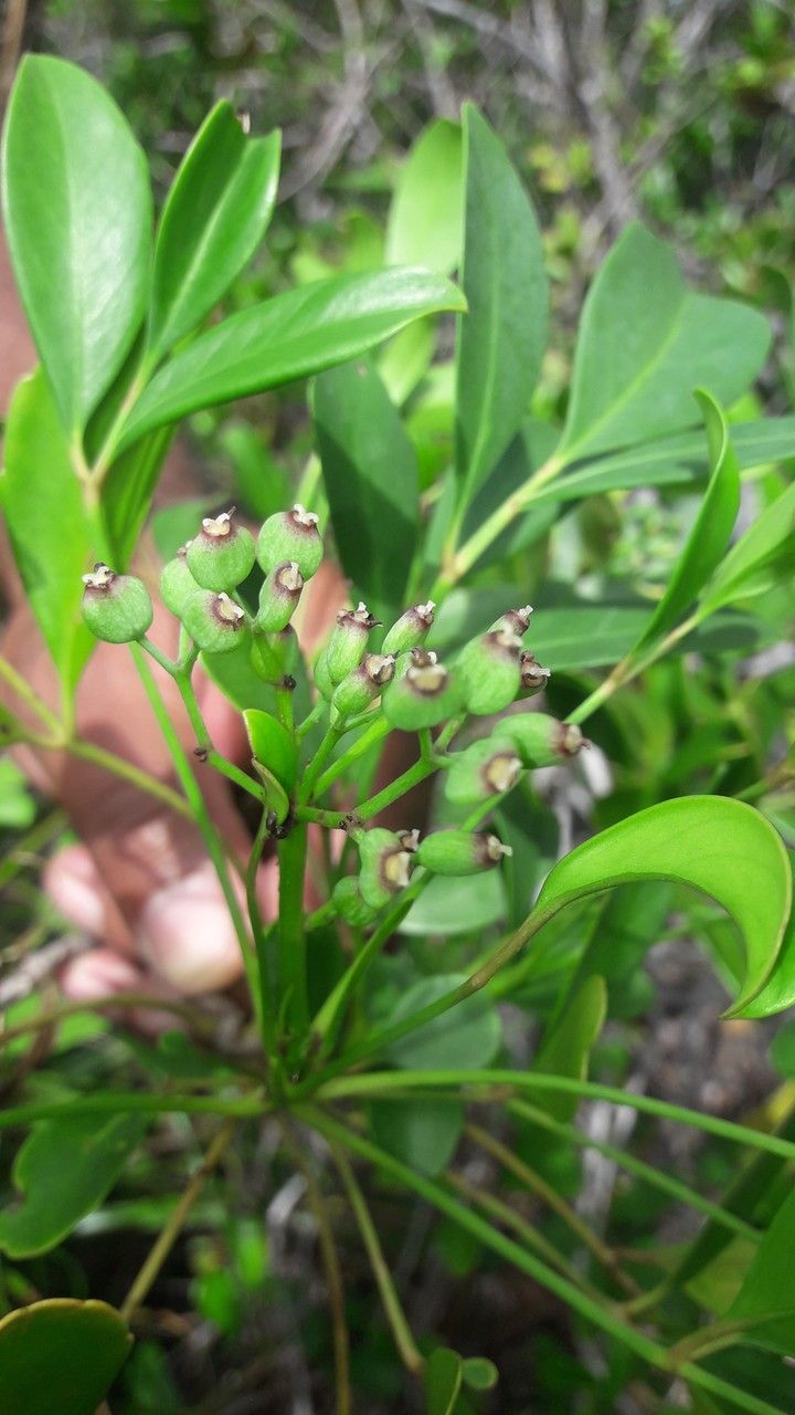 Polyscias dioica flower