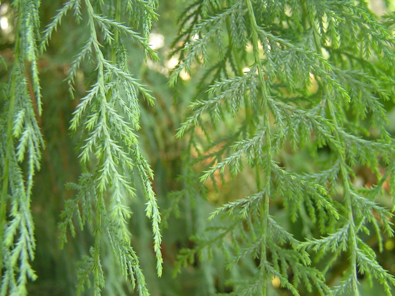 Cupressus cashmeriana leaf