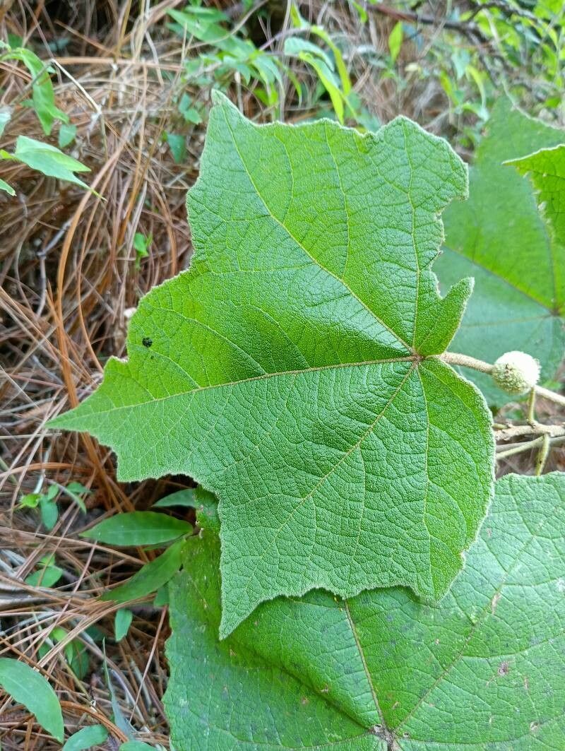 Croton goudotii — houseplant care guide