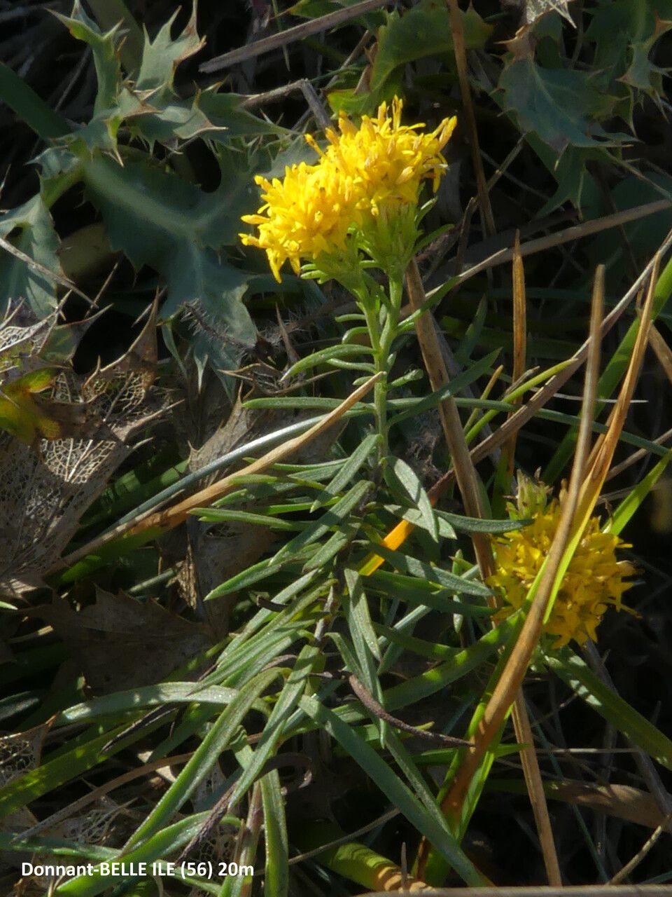 Galatella linosyris leaf