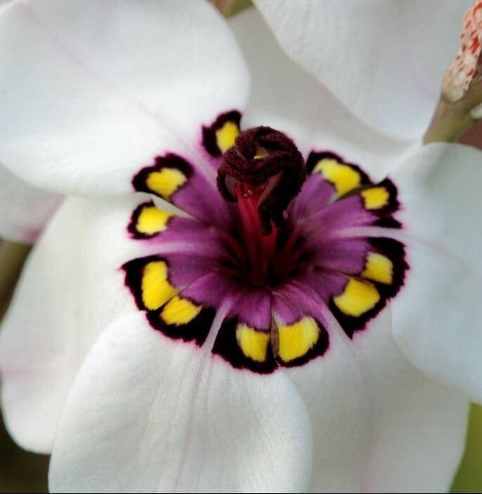 Sparaxis elegans — related species from the same genus