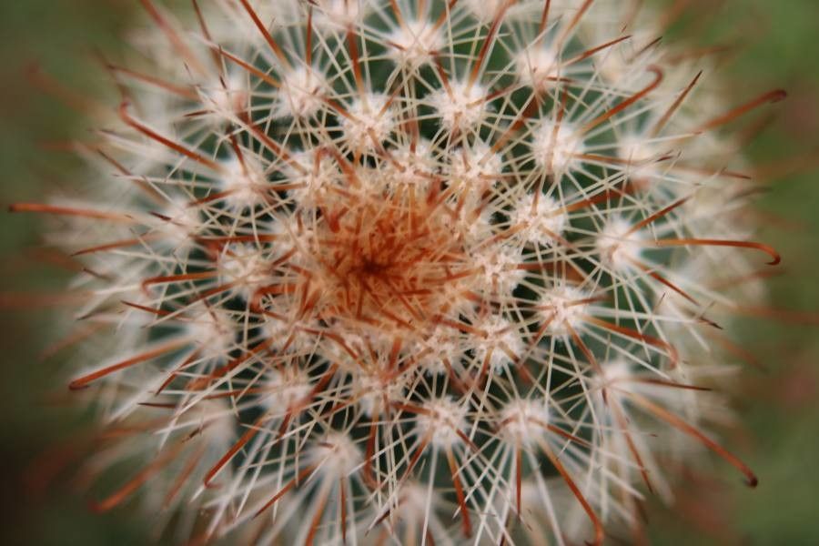 Echinocereus dasyacanthus bark