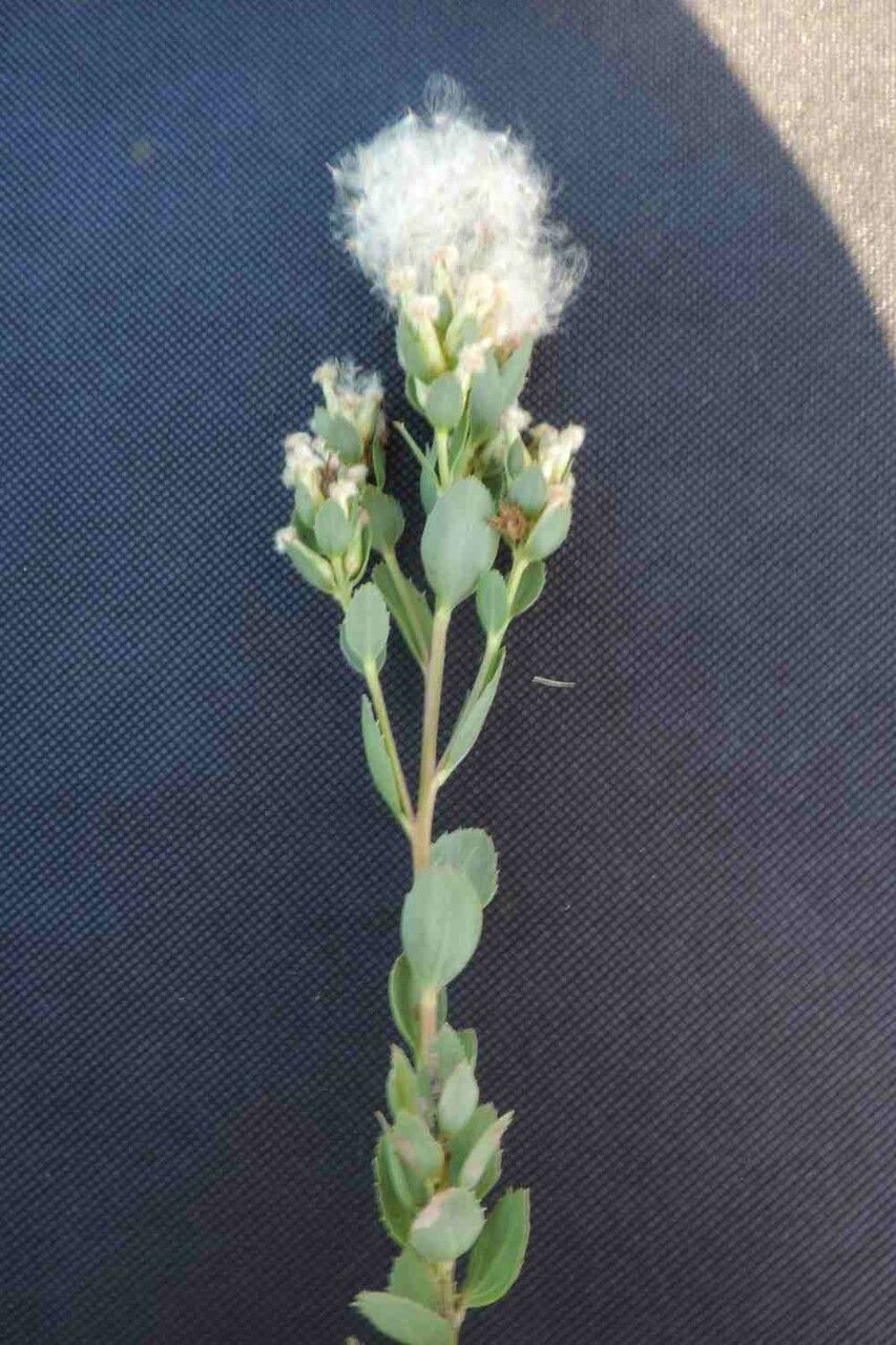 Baccharis sessiliflora — search result for 'Baccharis'