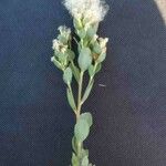 Baccharis sessiliflora