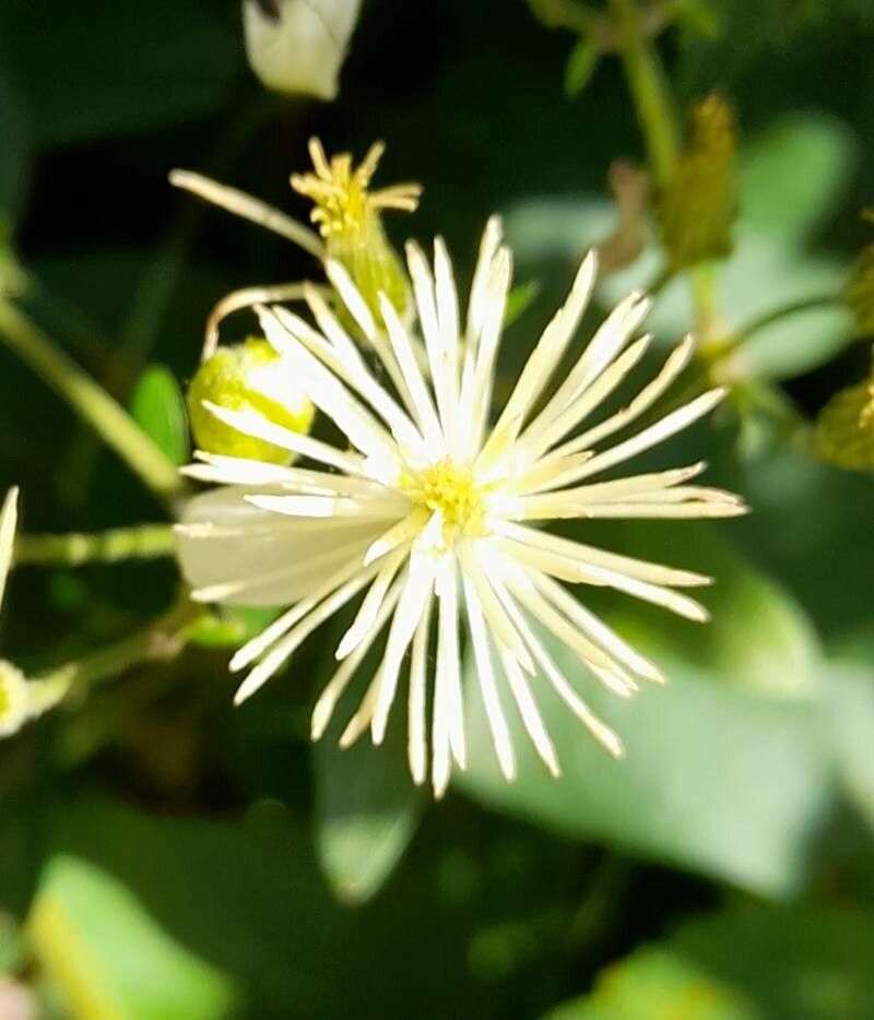Clematis bonariensis flower