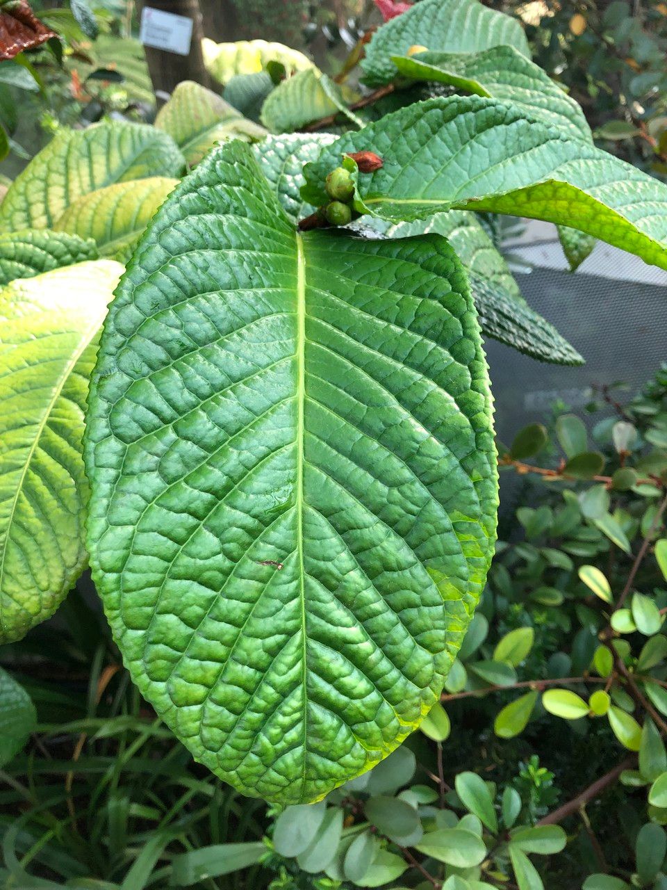 Camellia petelotii — search result for 'China and Vietnam'