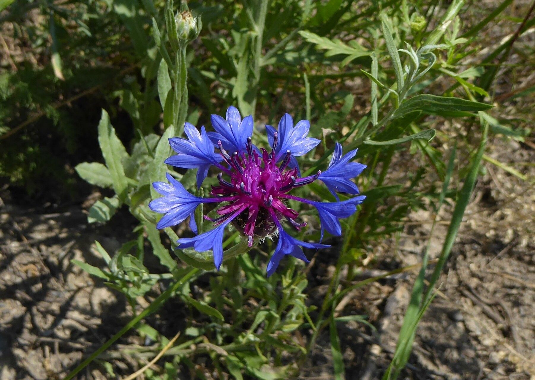 Cyanus depressus — related species from the same genus