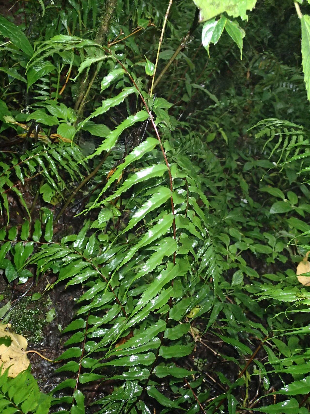 Asplenium friesiorum habit