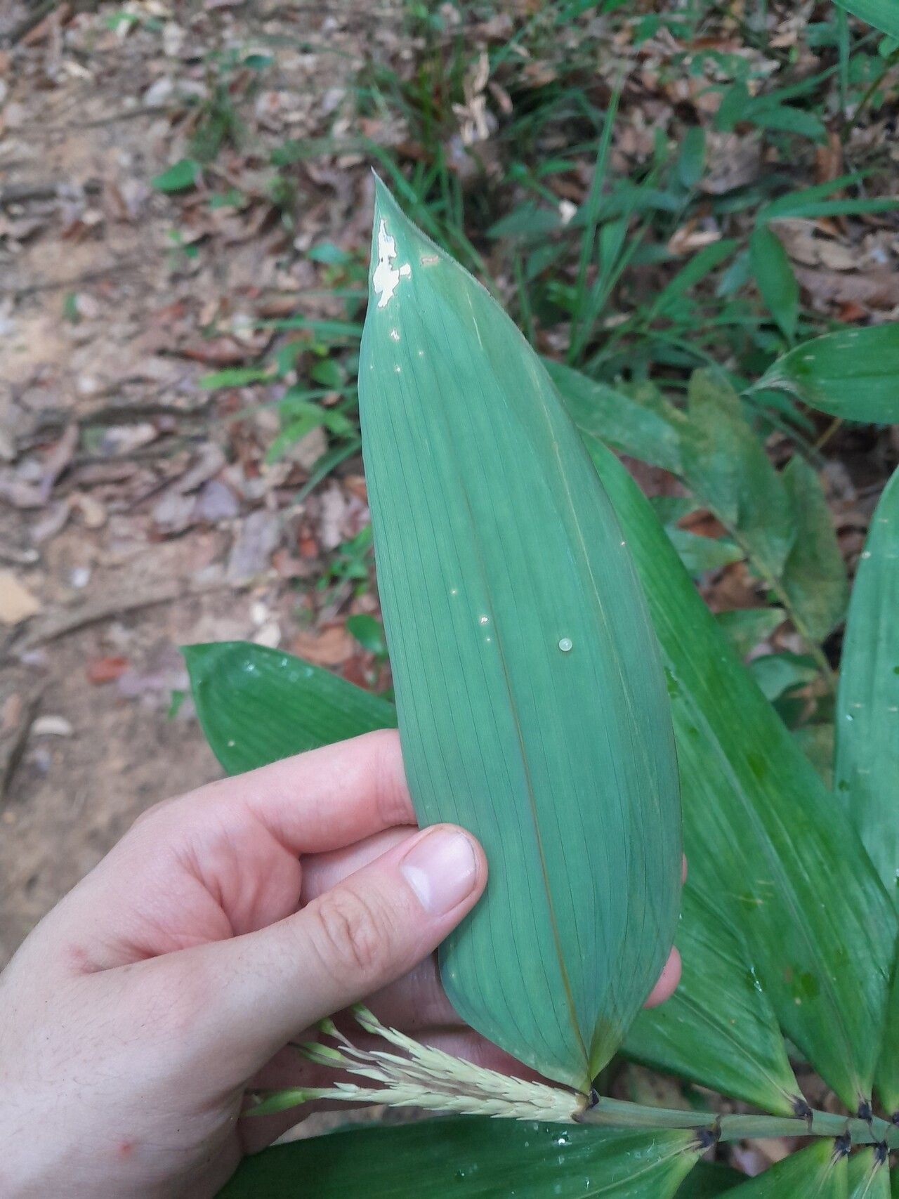 Olyra obliquifolia leaf