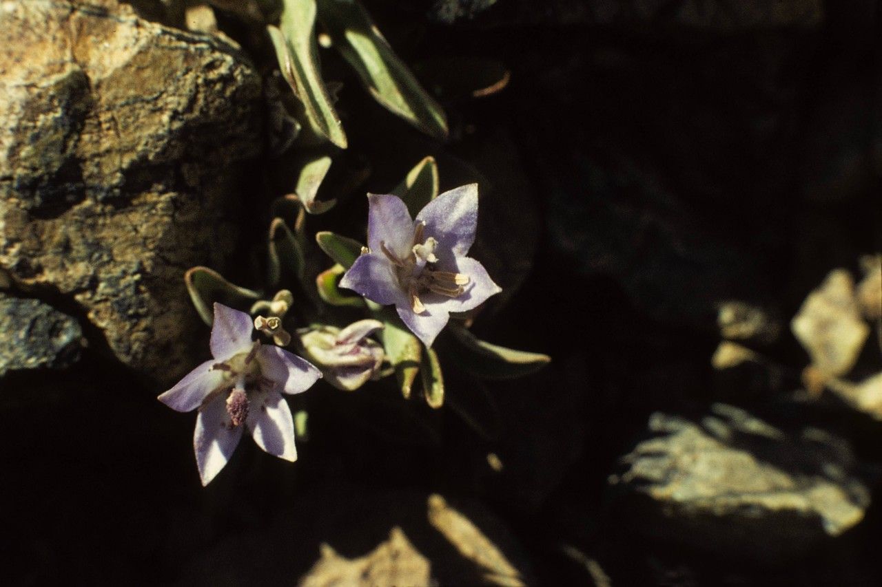 Campanula scabrella — houseplant care guide