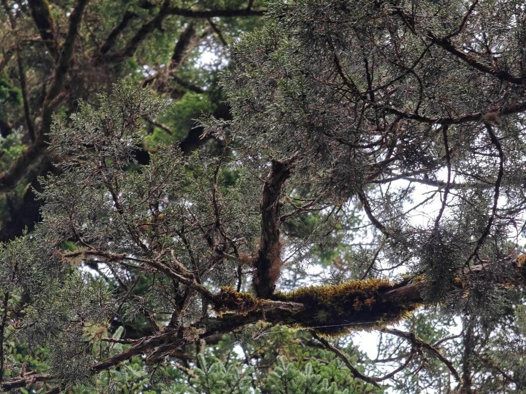 Juniperus saltuaria — search result for 'Juniperus'