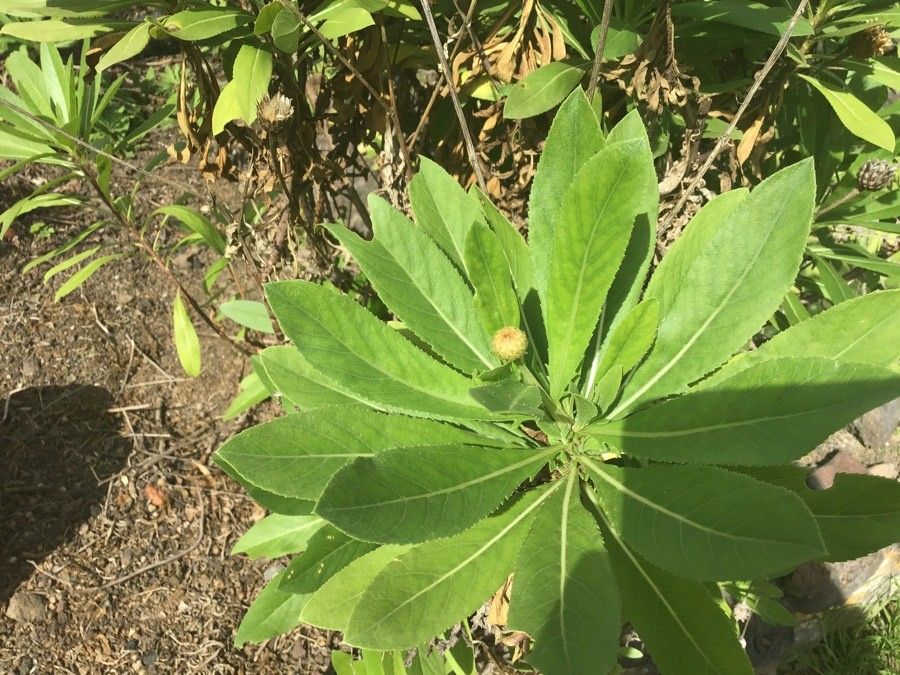 Cheirolophus junonianus — houseplant care guide