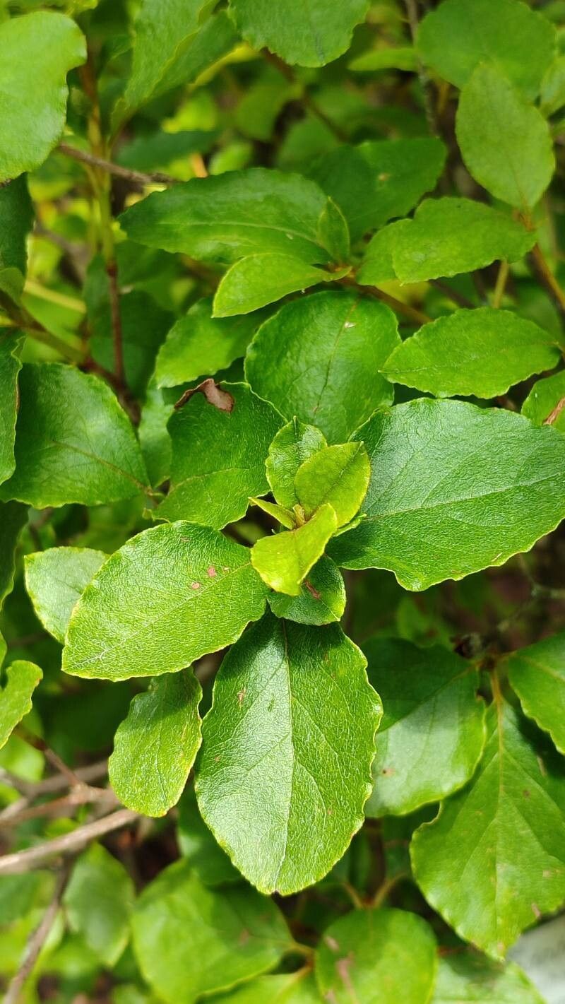 Rhododendron weyrichii leaf