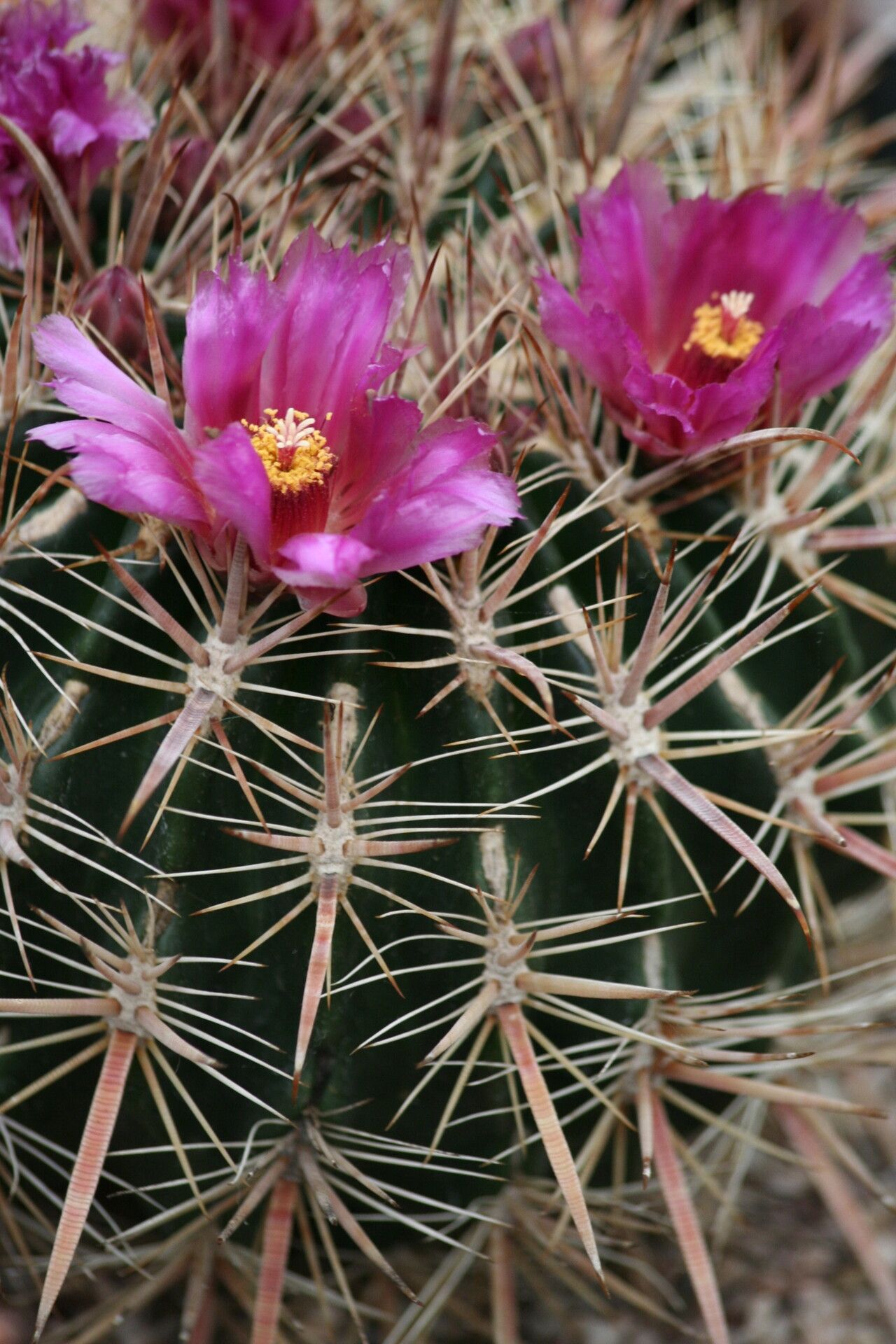 Ferocactus chrysacanthus flower
