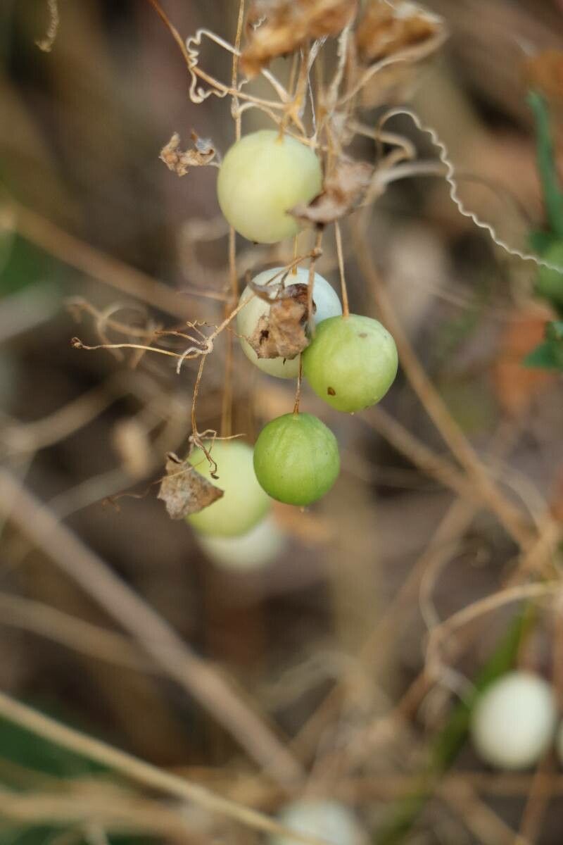 Zehneria japonica — related species from the same genus