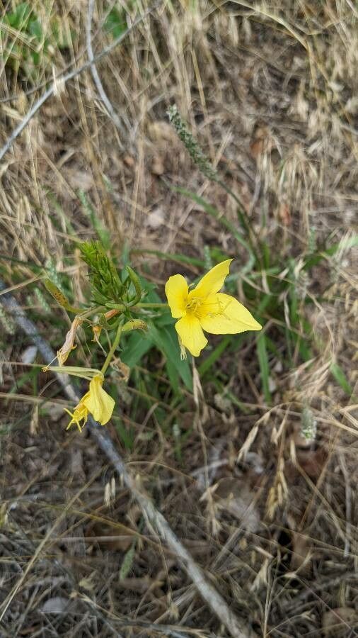 Oenothera rhombipetala flower