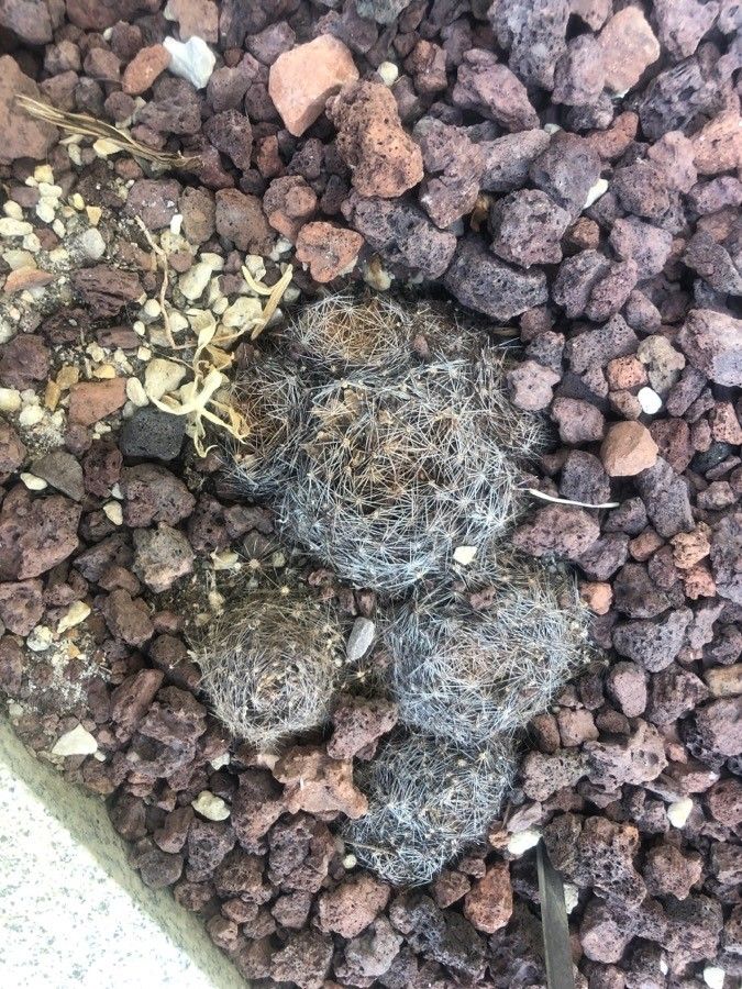 Mammillaria sphaerica — search result for 'Mammillaria'