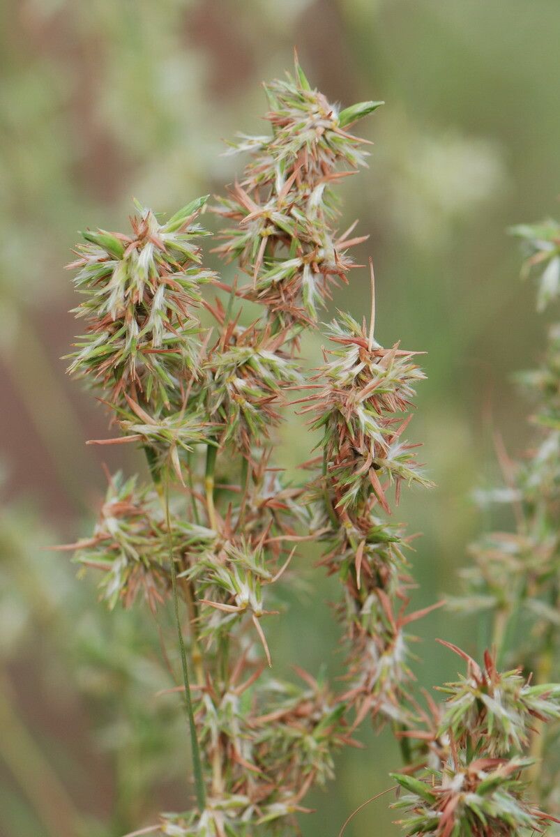 Cymbopogon schoenanthus — search result for 'Cymbopogon'