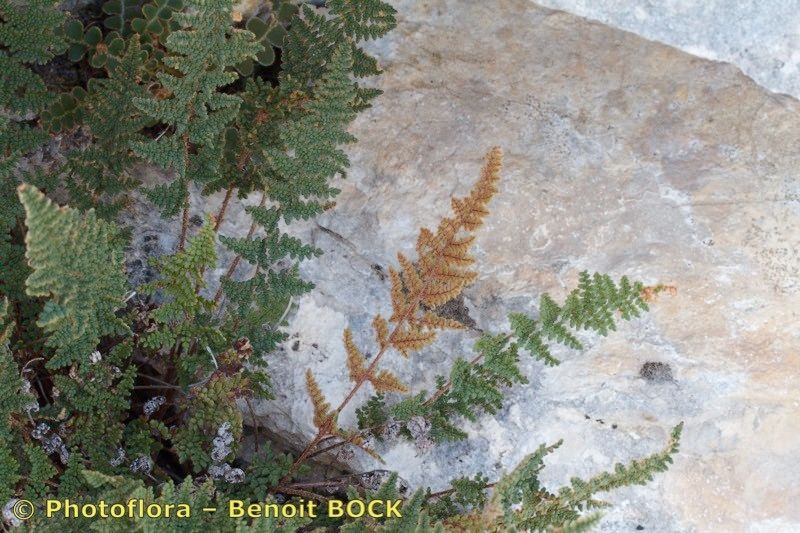 Allosorus persicus other