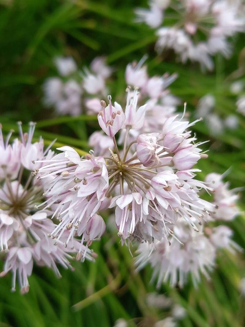 Allium gunibicum flower