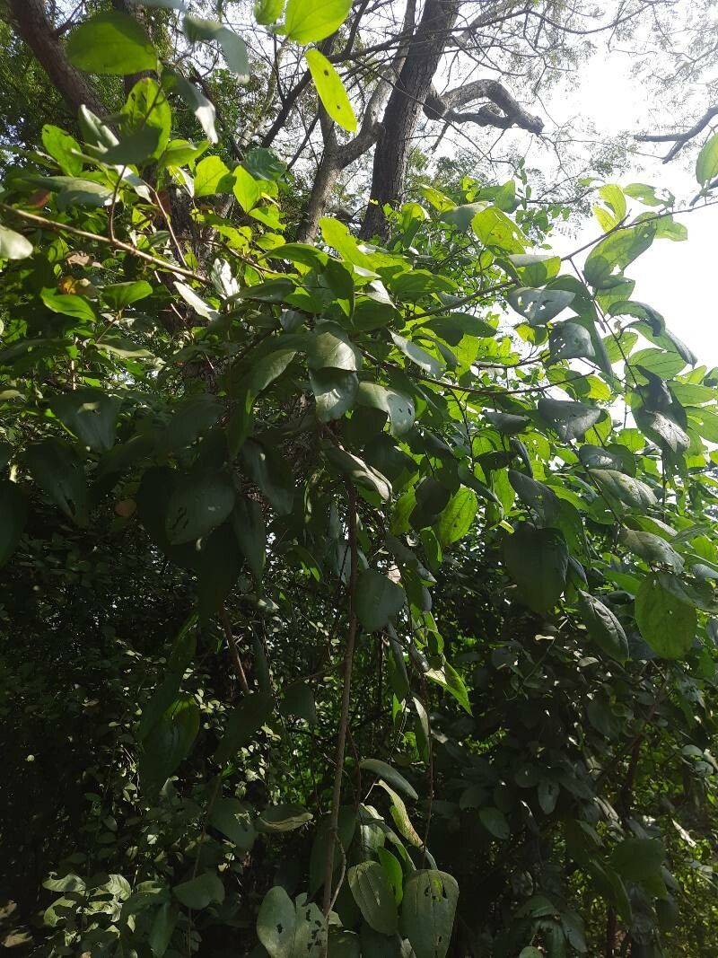 Smilax zeylanica leaf
