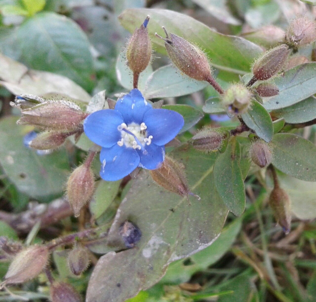 Hydrolea zeylanica habit