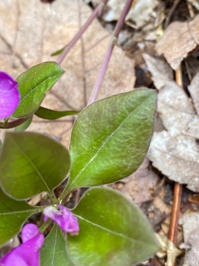 Polygala paucifolia — search result for 'Polygala'
