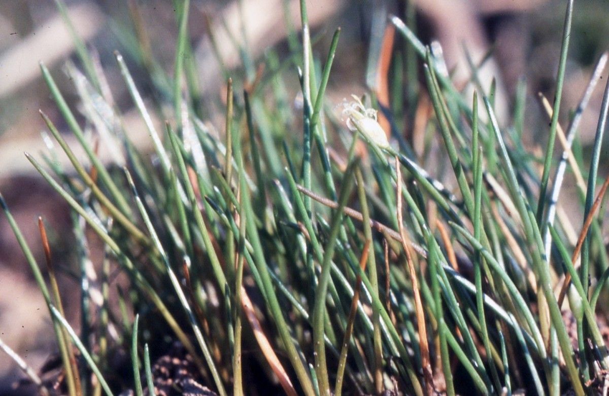 Eleocharis parvula habit