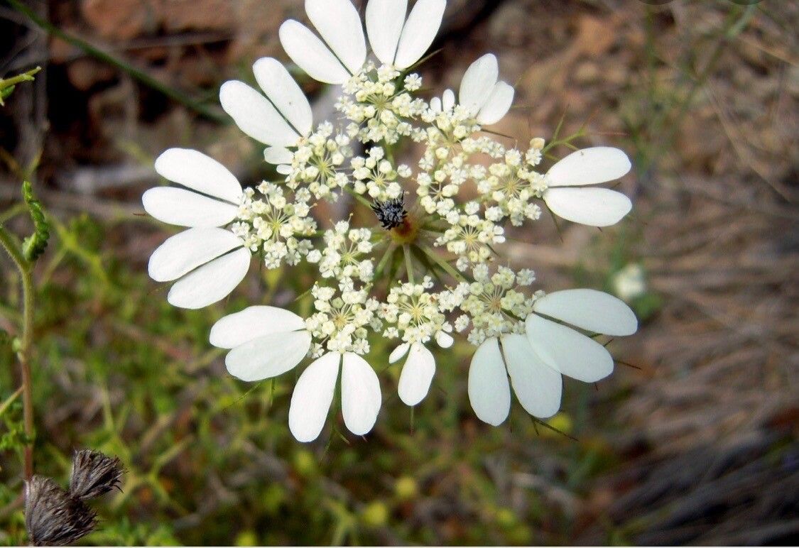 Artedia squamata flower