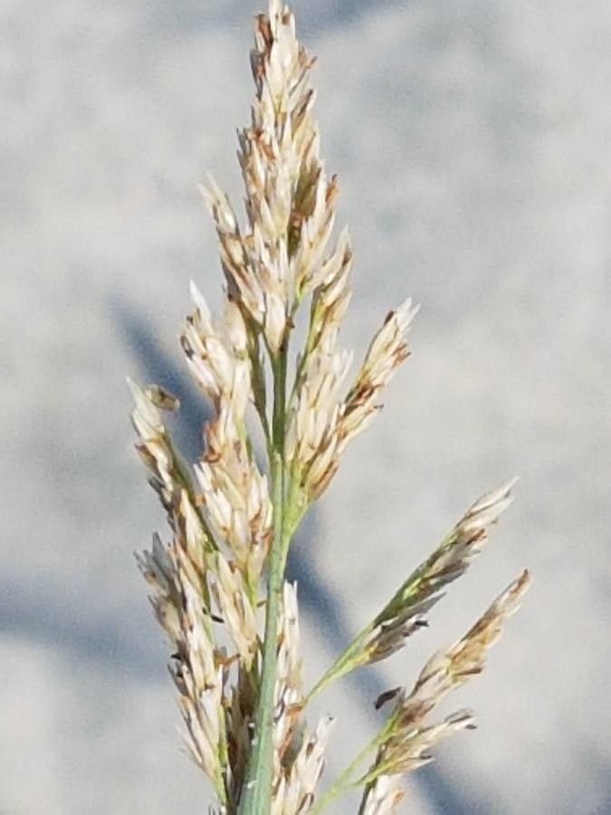 Sporobolus pungens fruit