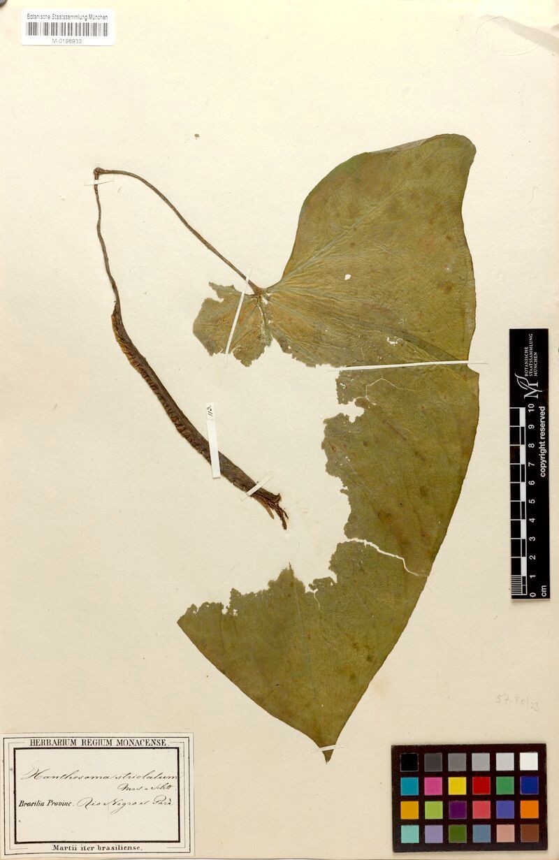 Xanthosoma striolatum flower