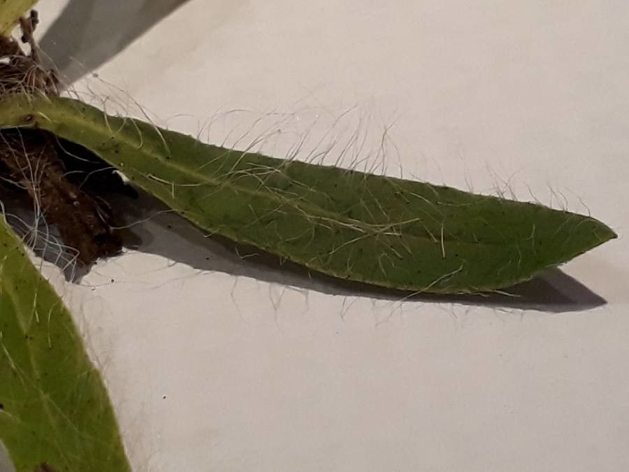 Hieracium pilosum leaf