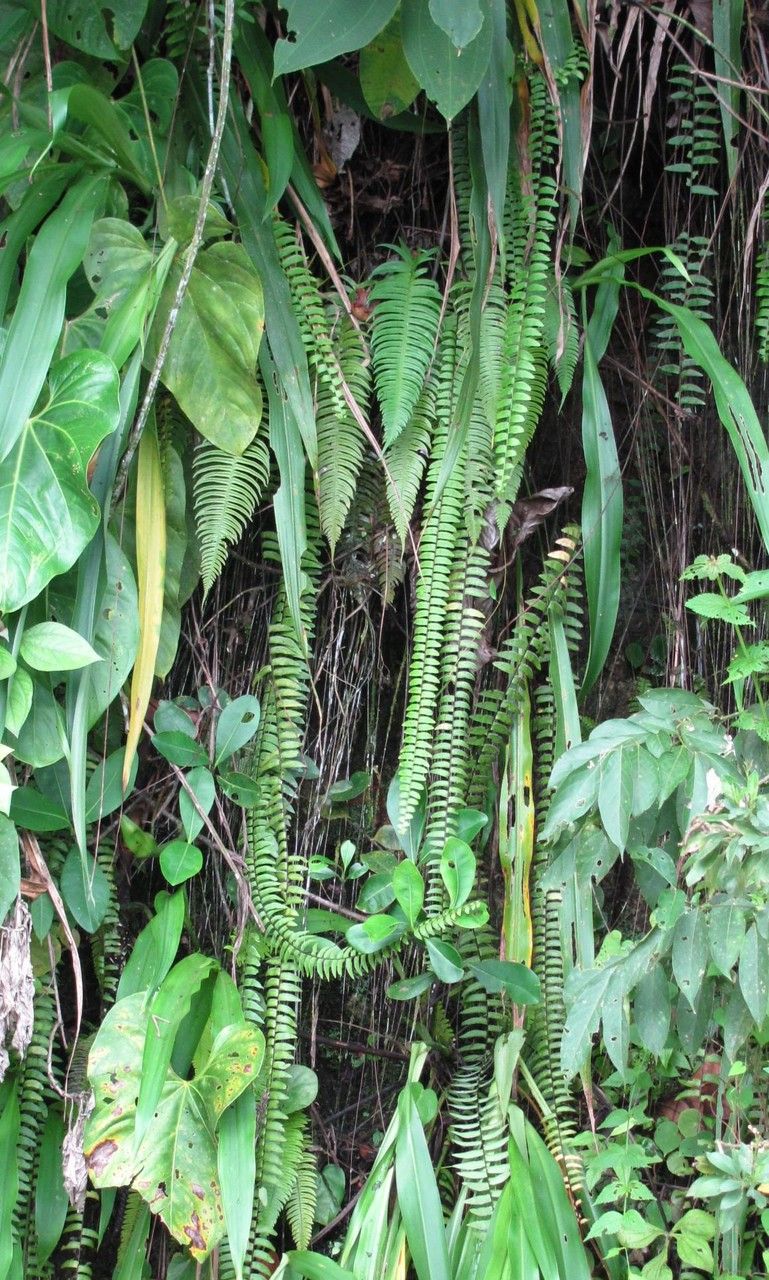 Nephrolepis obtusiloba habit