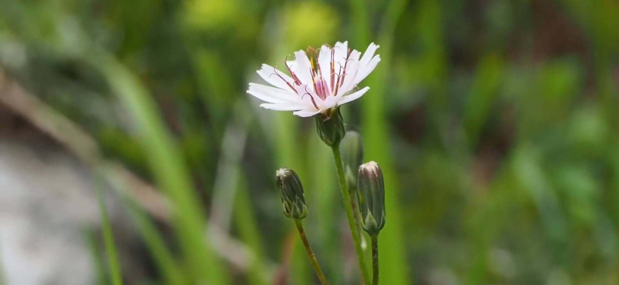 Crepis froelichiana flower