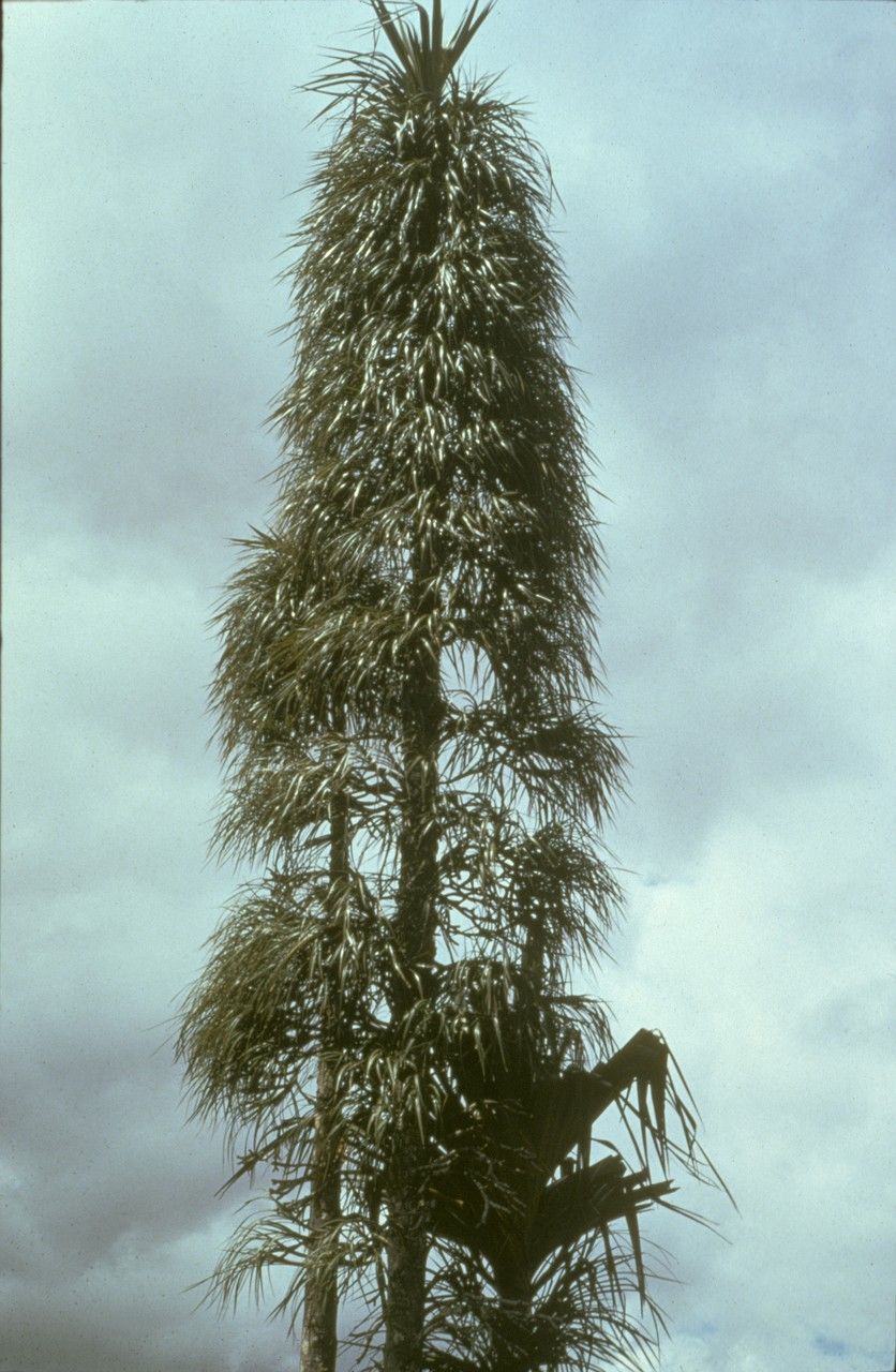 Pandanus pulcher habit