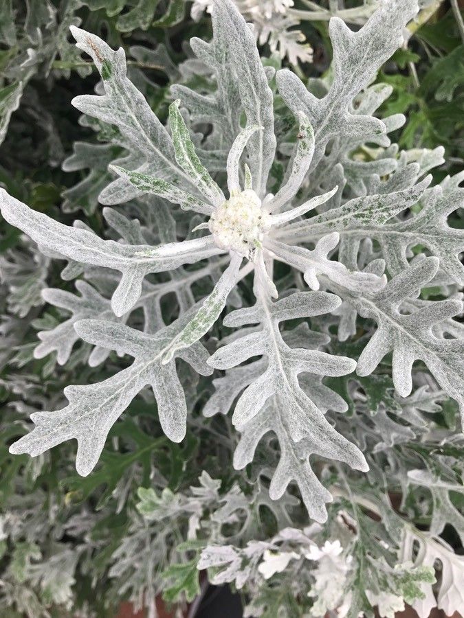 Centaurea cineraria leaf
