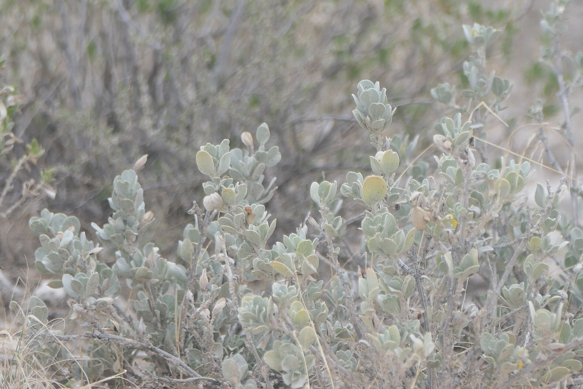 Petalidium englerianum — related species from the same genus