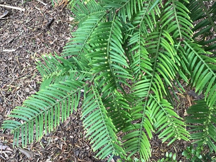 Cephalotaxus harringtonii leaf